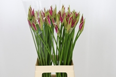 Nerine Favourite 70cm
