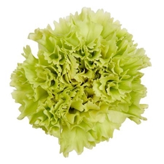 Dianthus Single Goblin 55cm