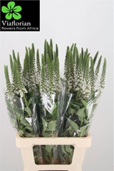 Lysimachia Moonlight 70cm