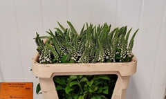 Lysimachia Elisabeth 70cm