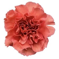 Dianthus Single Majolica 70cm