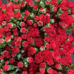 Dianthus Spray Rony 60cm