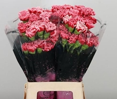 Dianthus Single Cheerio 65cm