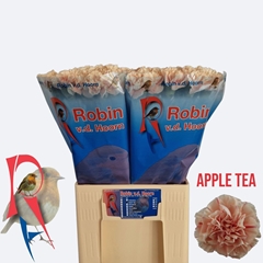 Dianthus Single Apple Tea 60cm
