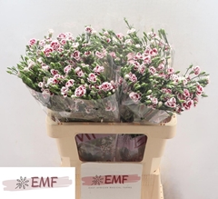 Dianthus Raffine Saba 60cm