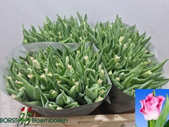 Tulip Coronet Crown Of Dynasty 40cm 30gr.