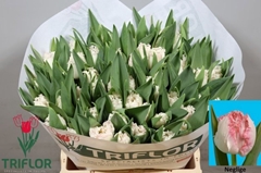 Tulip Frilled Neglige 40cm 30gr.