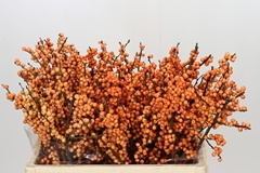 Ilex Verticillata Winter Gold 55cm