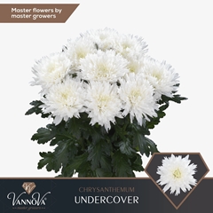 Chrysanth Single Undercover 70cm 75gr.