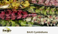 Cymbidium Mix 80cm