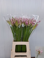 Nerine Berenice 70cm