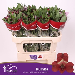 Alstroemeria Rumba 75cm 60gr.