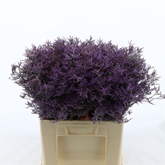 Limonium Safora Dark Blue 60cm 30gr.
