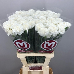 Dianthus Single Antarctica 65cm