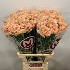 Dianthus Single Saona+ 65cm