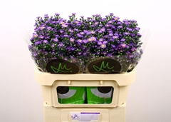 Aster Teeny Tiny Blue 70cm 20gr.