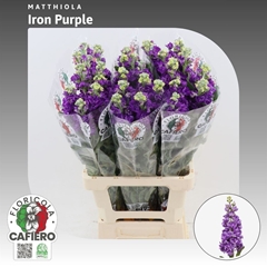 Matthiola Iron Purple 70cm