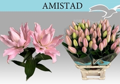 Lily Oriental Double Amistad 90cm 2+
