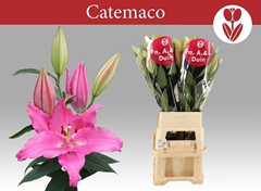 Lily Oriental Catemaco 110cm 5+