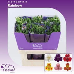 Alstroemeria Rainbow Mix 75cm 80gr.