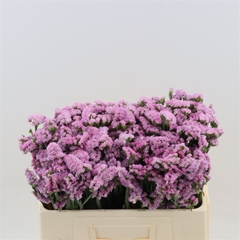Limonium Sinuatum Pretty Wings 50cm 20gr.