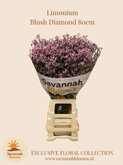 Limonium Sinense Blush Diamond 80cm 35gr.