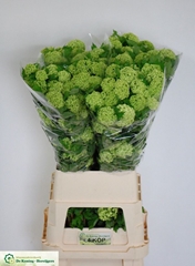 Viburnum Opulus Roseum 100cm 4-hd