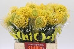 Leucospermum High Gold 40cm