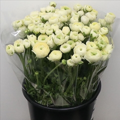 Ranunculus Elegance Cream 40cm 35gr.