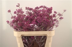 Callicarpa Bodinieri Profusion 80cm