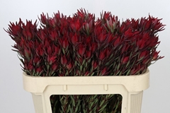 Leucadendron Salignum Blush 70cm
