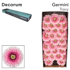 Gerbera Mini Sphere Tracy 45cm 7cm Hd