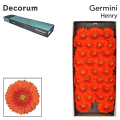 Gerbera Mini Green Center Henry 45cm 7cm Hd