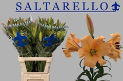 Lily Oriental Saltarello 100cm 3+