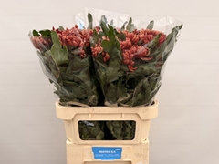 Chrysanth Single Ankara Red 80cm 120gr.