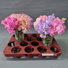 Lathyrus Mix 25cm