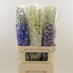 Delphinium Double Mix 90cm