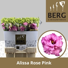 Eustoma Double Alissa Rose Pink 70cm