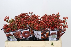 Rosa Autumn Rosefruits 50cm