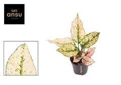 Aglaonema Rosy 12Ø 35cm