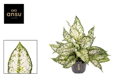 Aglaonema White Kiwi 12Ø 35cm