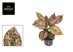 Aglaonema Pink Leopard 12Ø 30cm