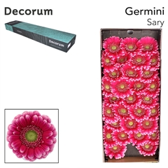 Gerbera Mini Sary 45cm 7cm Hd