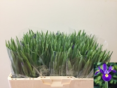 Iris Blue Magic 53cm 26gr.