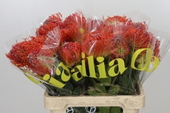 Leucospermum Crimson 60cm