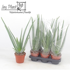 Aloe Vera 14Ø 55cm