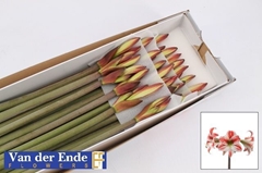 Hippeastrum Twinkle Star 60cm