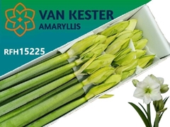 Hippeastrum White Sensation 75cm