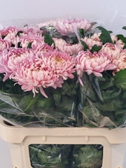 Chrysanth Single Allouise 80cm 120gr.
