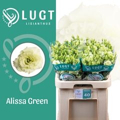 Eustoma Double Alissa Green 70cm
